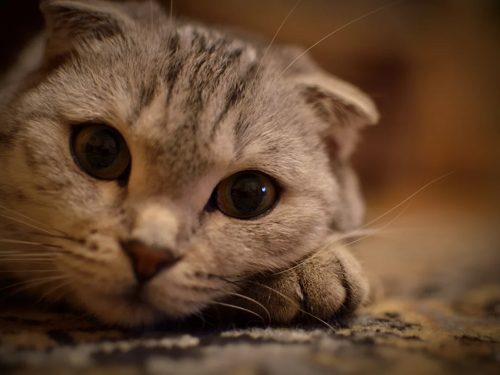 лежит на лапке, кот, усы, животные, кошка, Глаза, взгляд