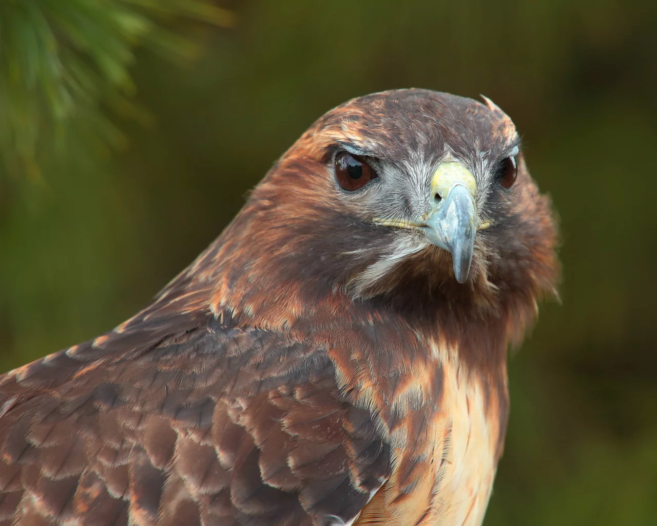 хищник, взгляд, птица, hawk, bird, Ястреб, predator