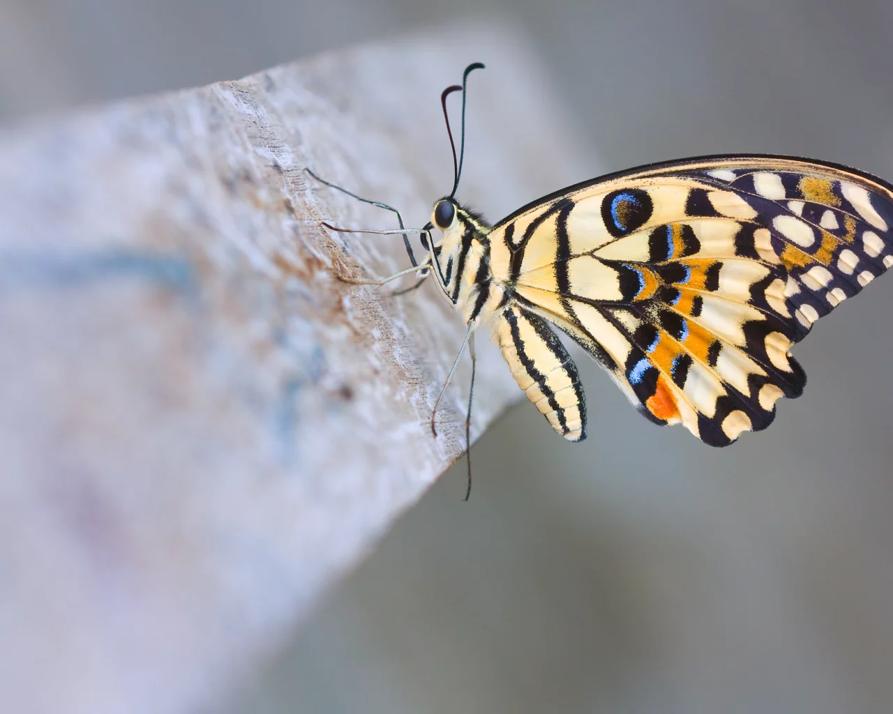 лимонный парусник демолей, макро, бабочка, Lime butterfly