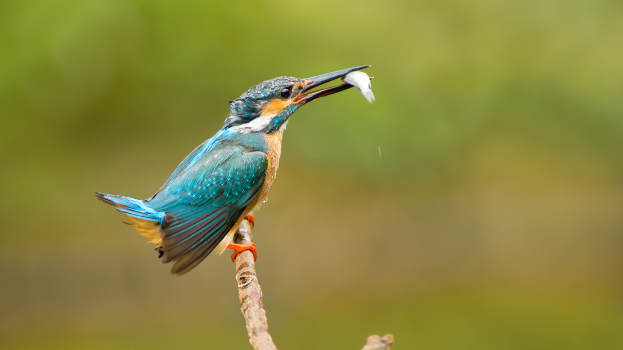 улов, kingfisher, обыкновенный зимородок, Птица, alcedo atthis