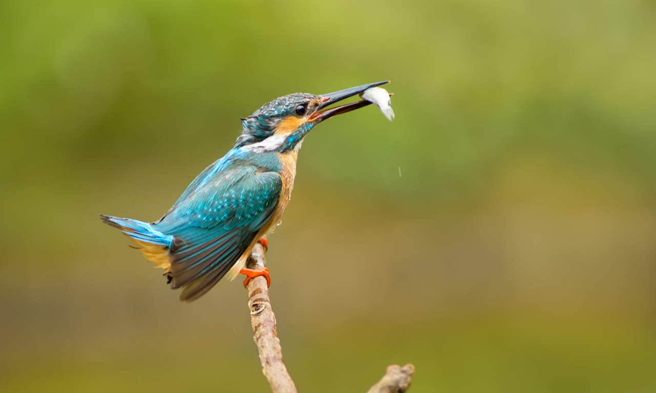 улов, kingfisher, обыкновенный зимородок, Птица, alcedo atthis