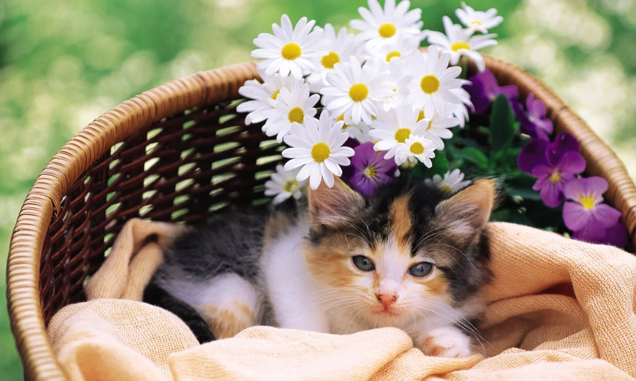 cat, киска, кошка, цветы, кот, котэ, Котенок