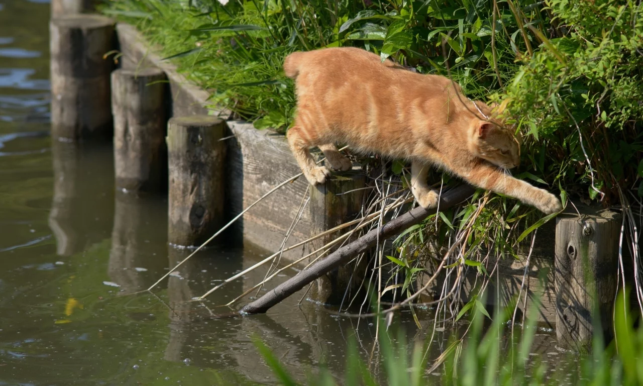 переход, вода, ситуация, Рыжий кот