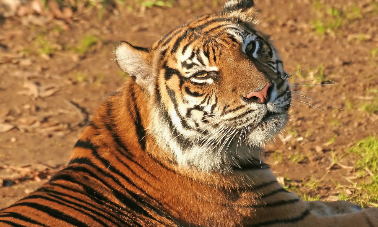 морда, Тигр, довольный взгляд, усы