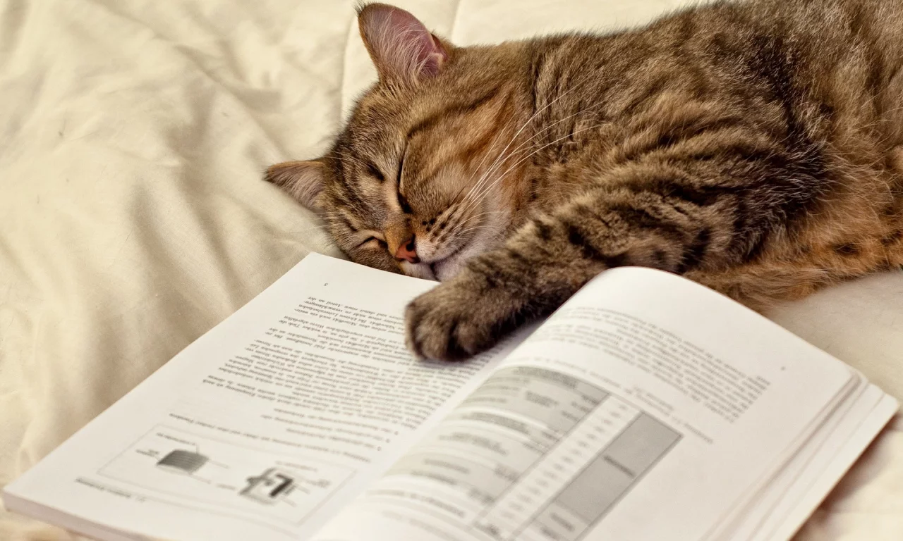 страницы, лежит, лапа, кот, книга, Кошка, спит