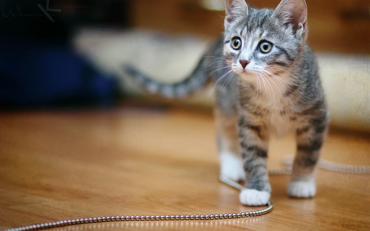 Кошка, киска, котенок, мило, cat