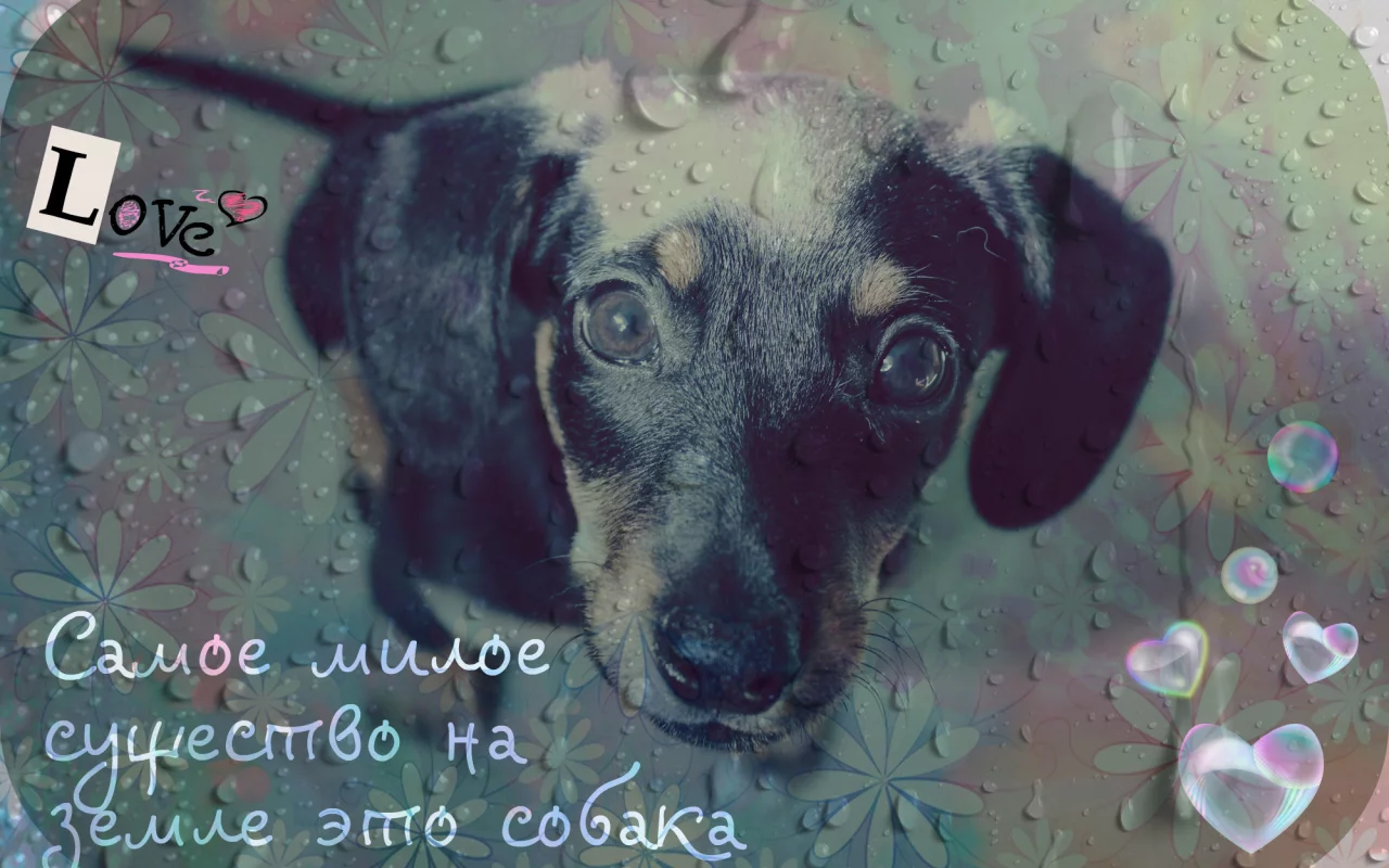 Собака, капли воды, пузыри