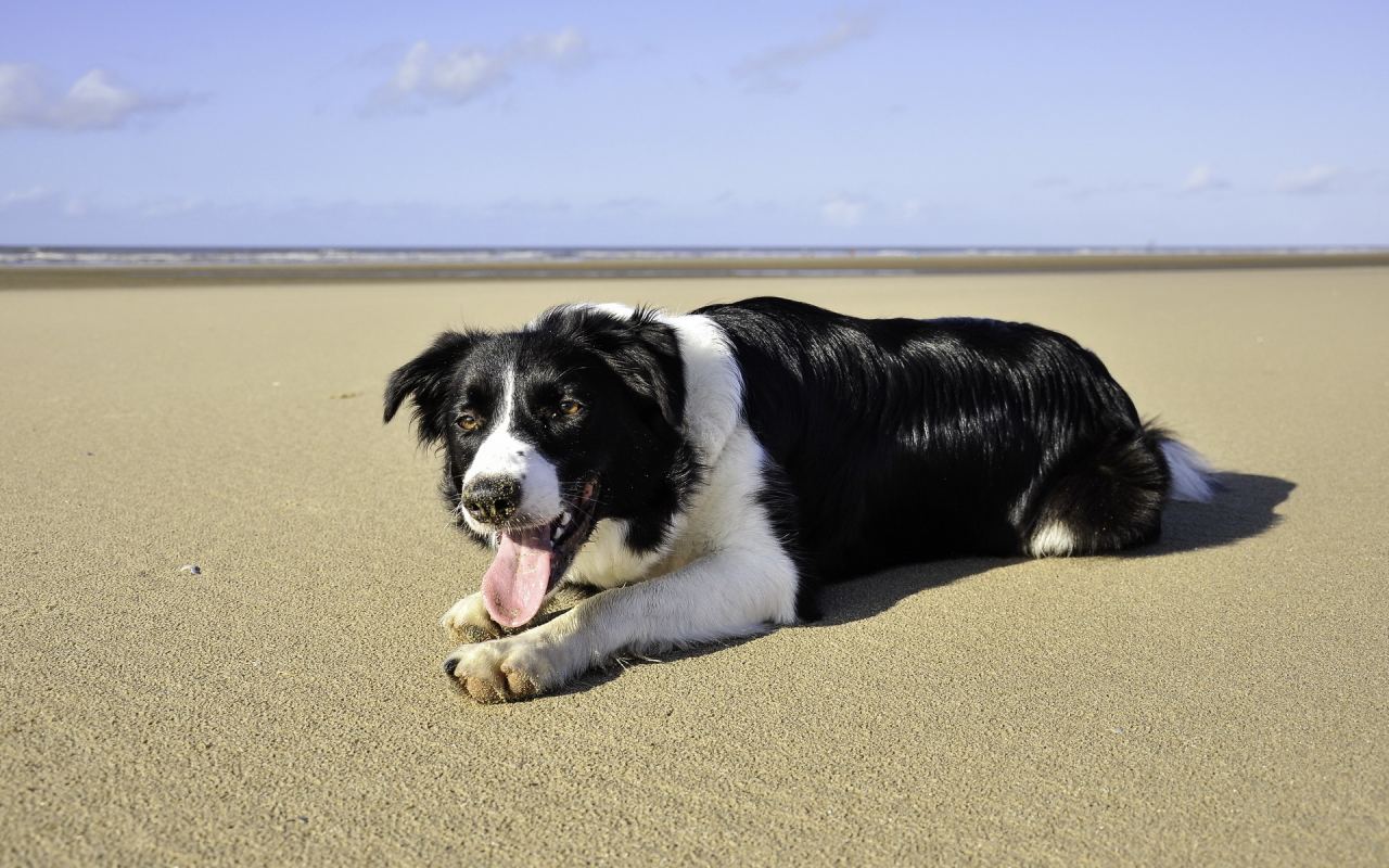 лето, Собака, пляж, море