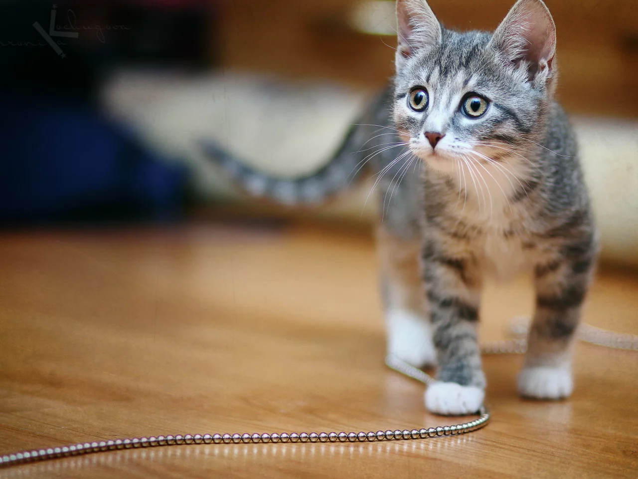 Кошка, киска, котенок, мило, cat