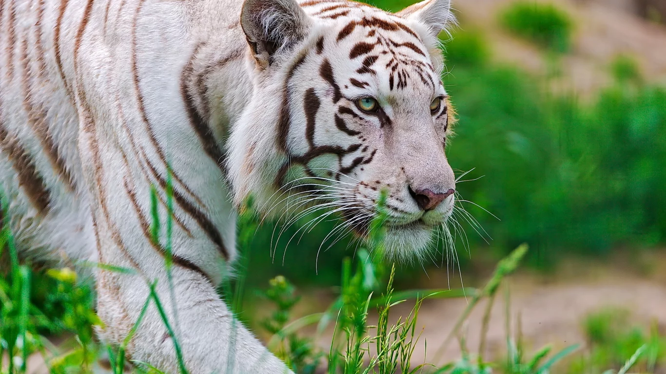 крадётся, Тигр, waite tiger, белый, морда, хищник