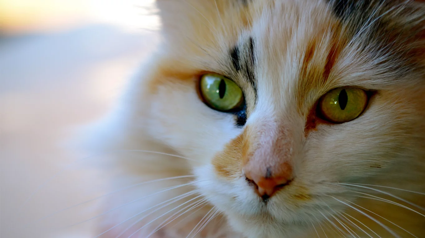 усы, кошка, морда, котэ, трехцветная, кот