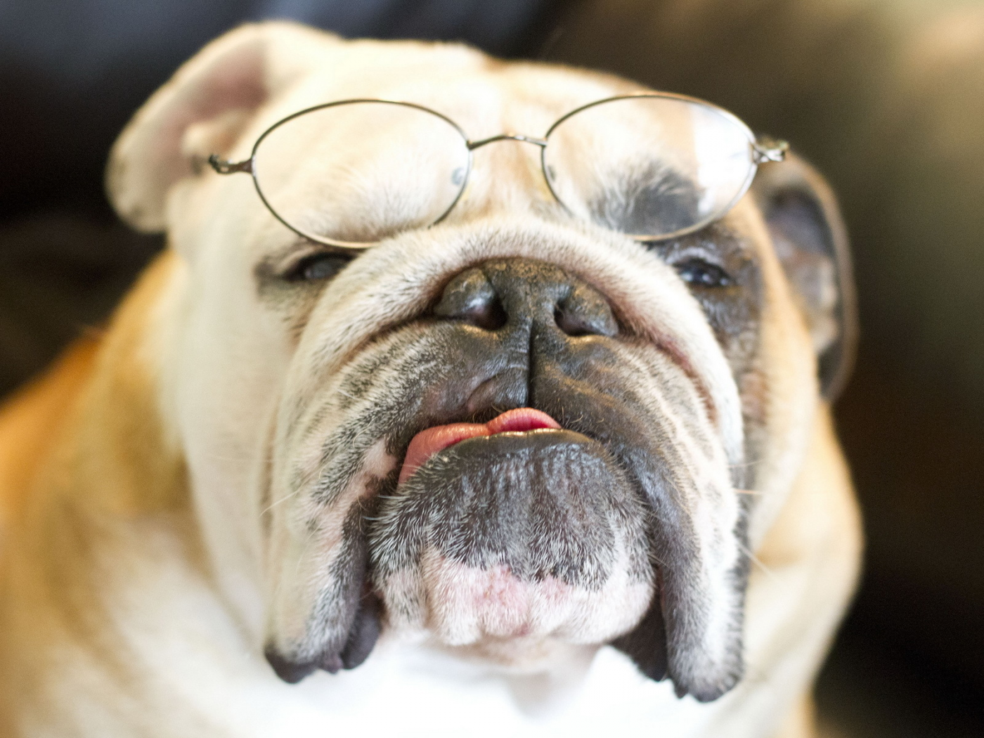 Bulldog, собака, очки