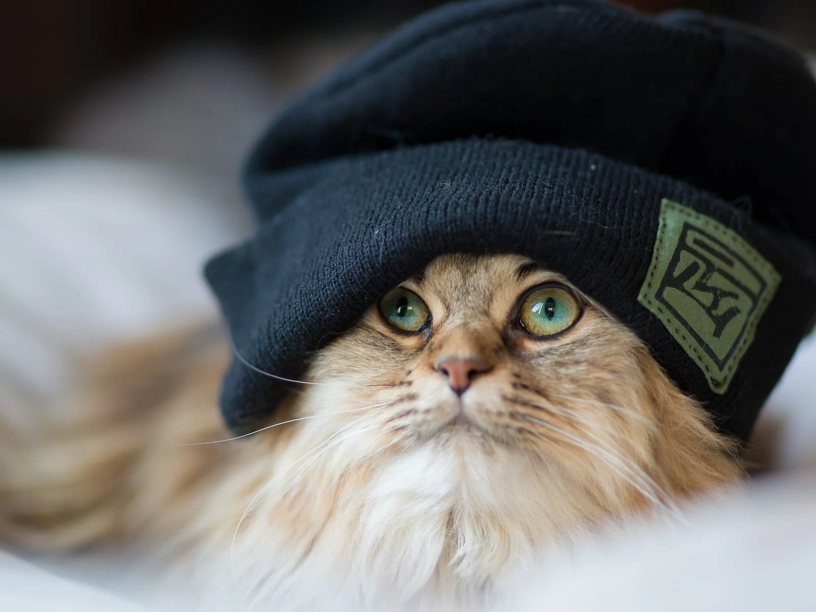 кот, шапка, взгляд, крутой