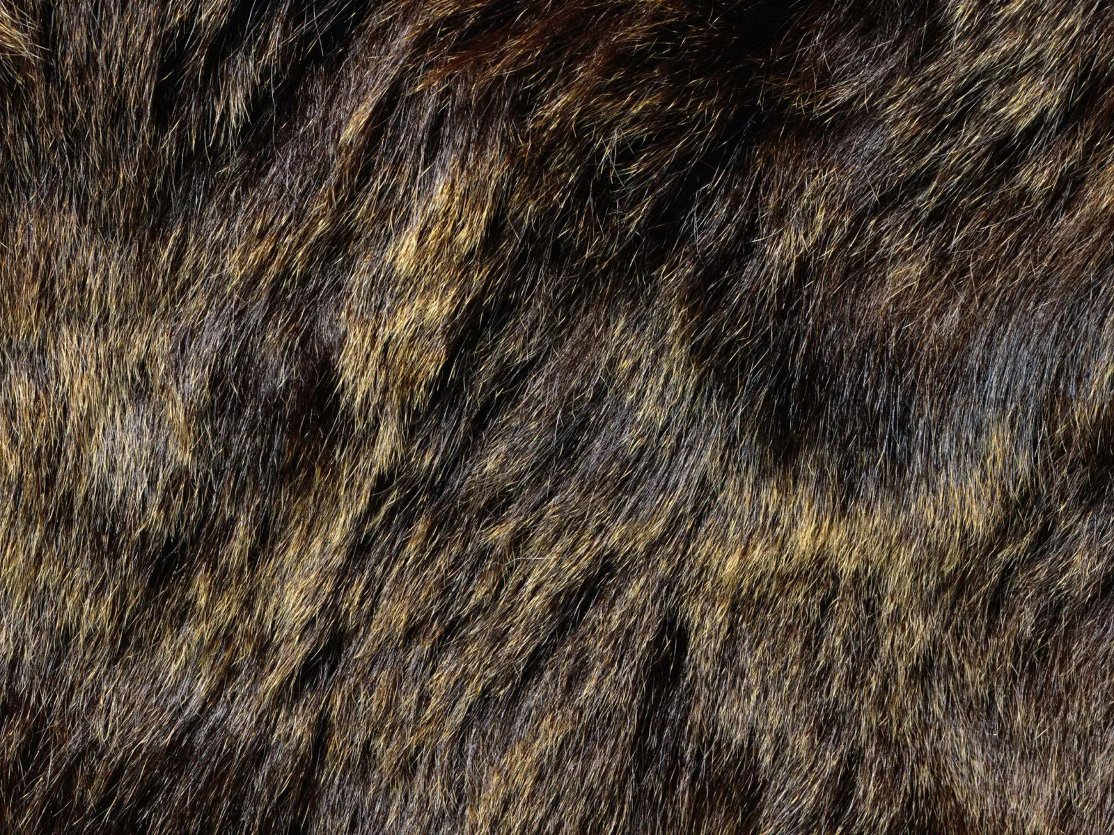 мех, Текстура, фон на рабочий, animal texture