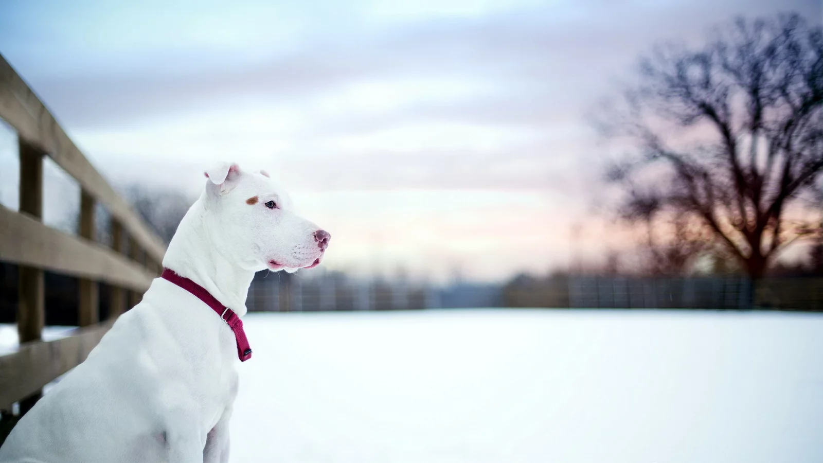 Pit bull, собака, друг