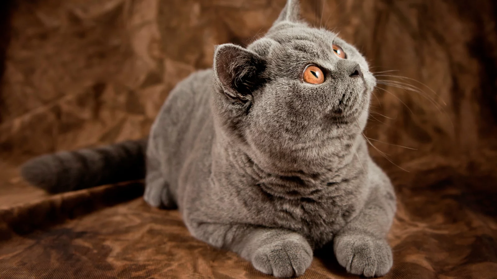 британец, Кот, кошка, котэ, британская короткошерстная