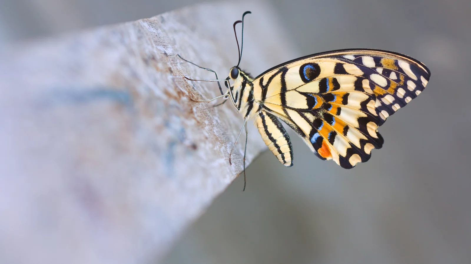 лимонный парусник демолей, макро, бабочка, Lime butterfly
