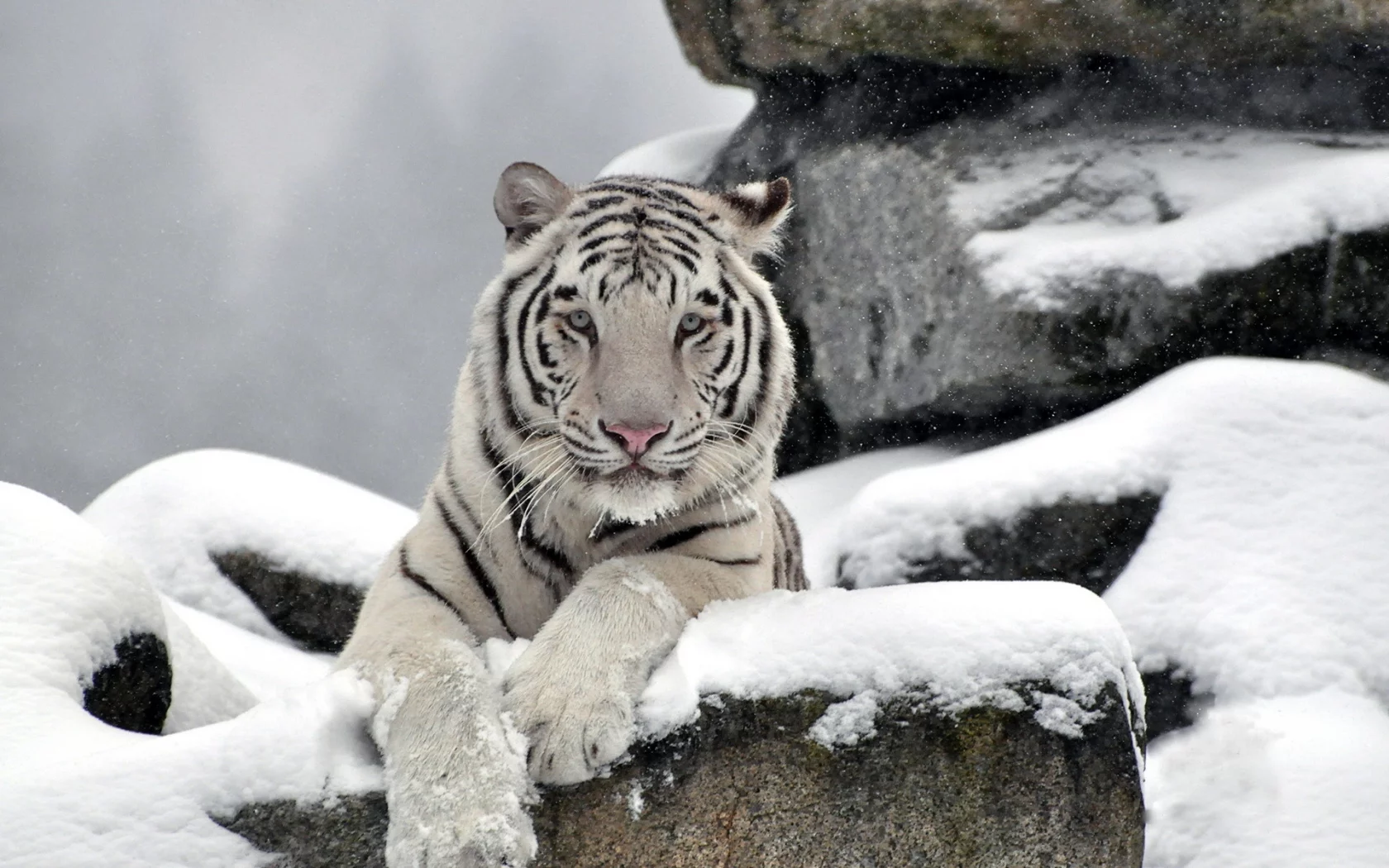 камни, Тигр, хищник, морда, waite tiger, снег, белый