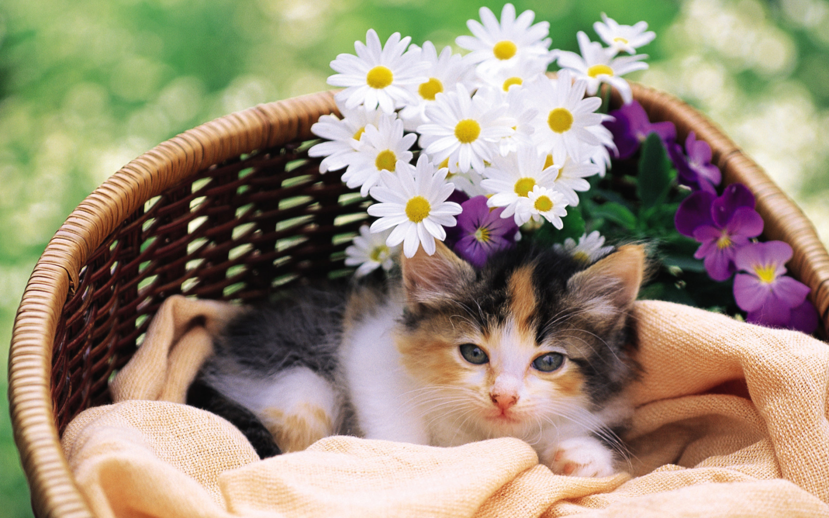 cat, киска, кошка, цветы, кот, котэ, Котенок