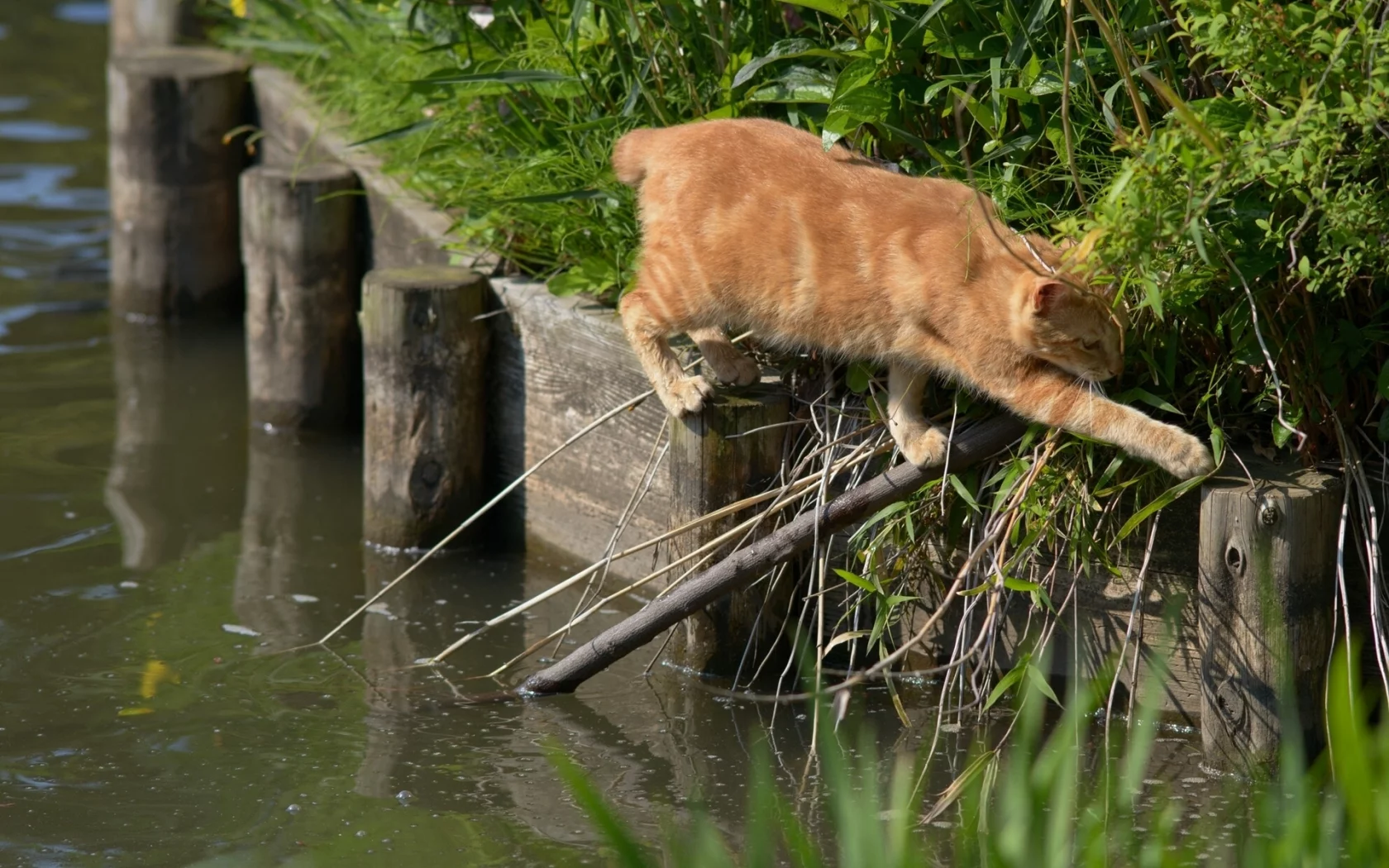 переход, вода, ситуация, Рыжий кот