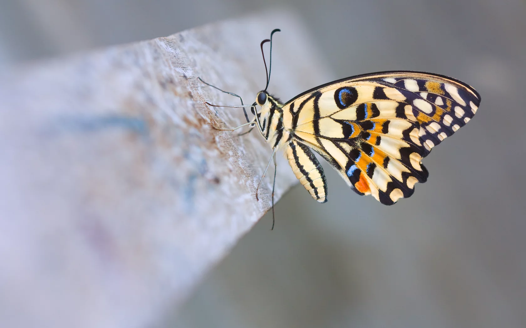 лимонный парусник демолей, макро, бабочка, Lime butterfly