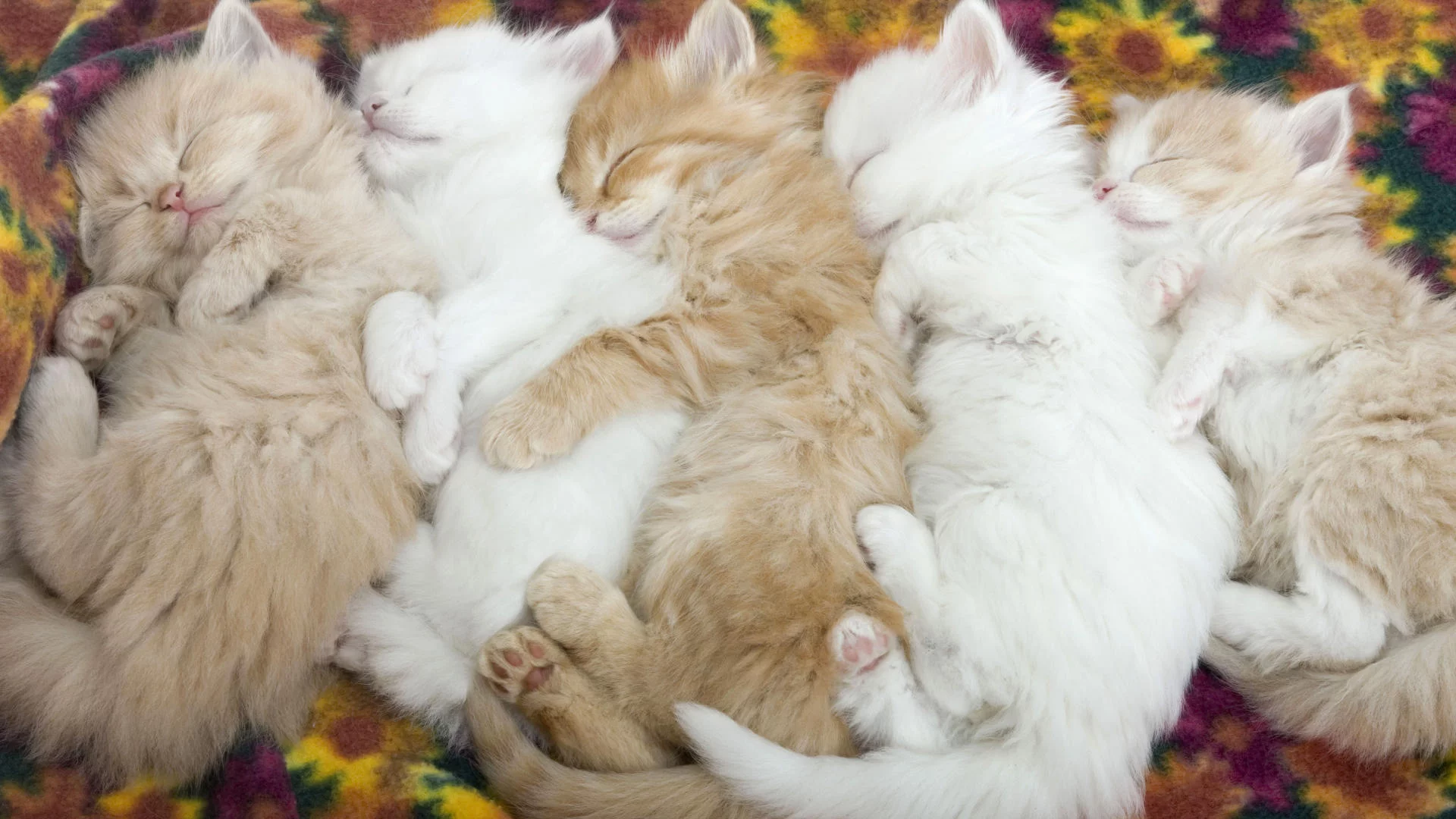 котята, спят