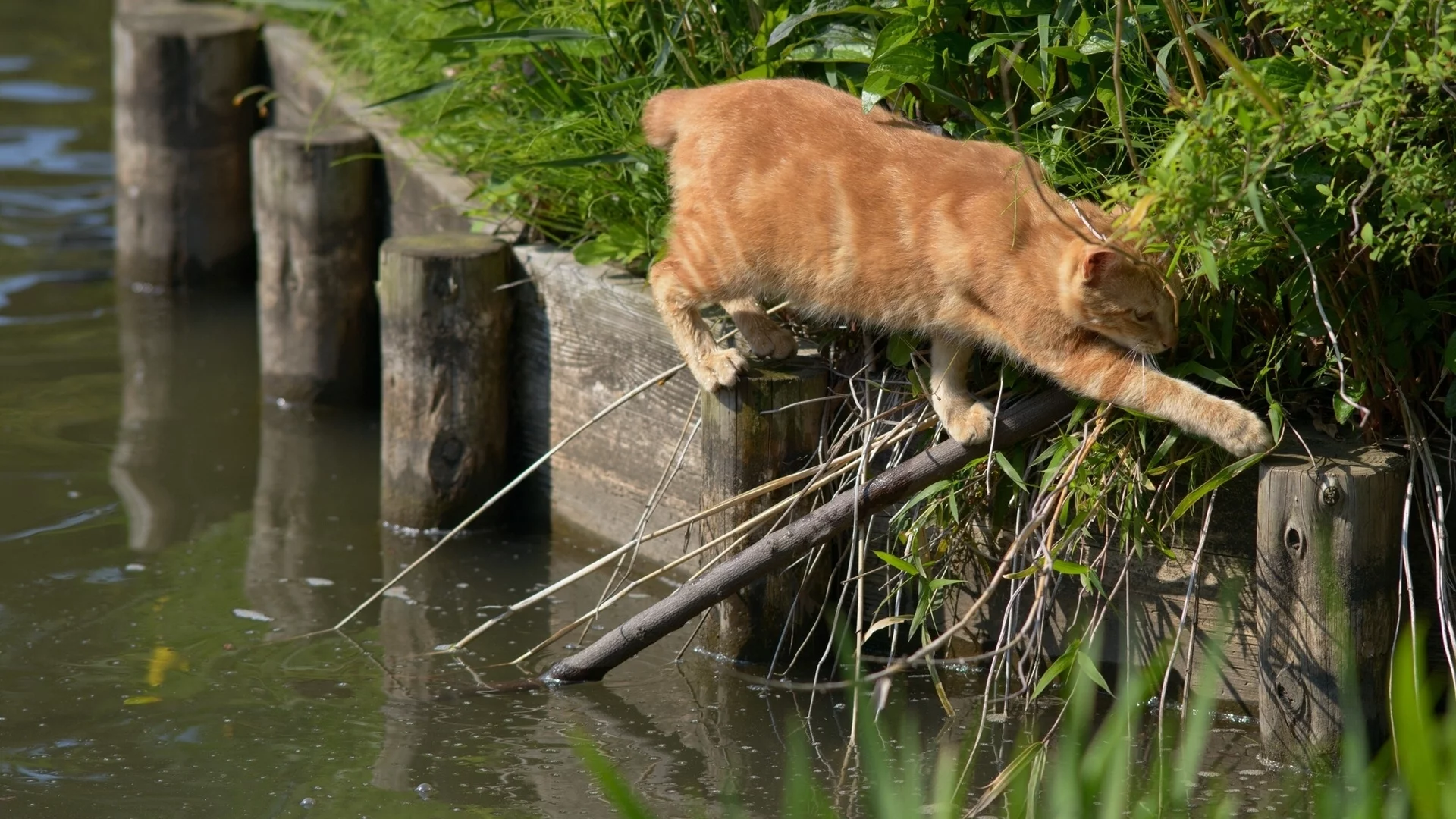 переход, вода, ситуация, Рыжий кот