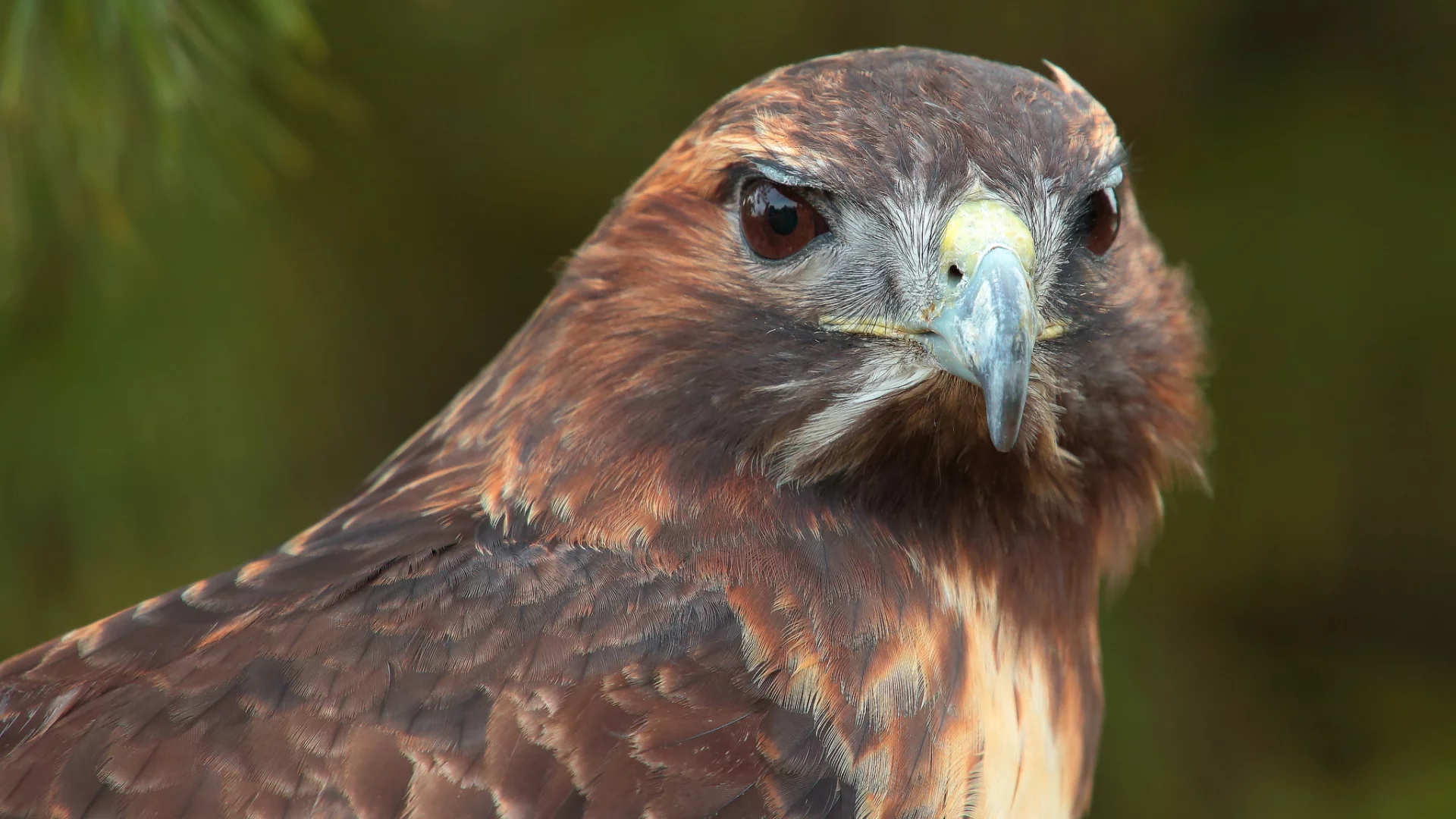 хищник, взгляд, птица, hawk, bird, Ястреб, predator