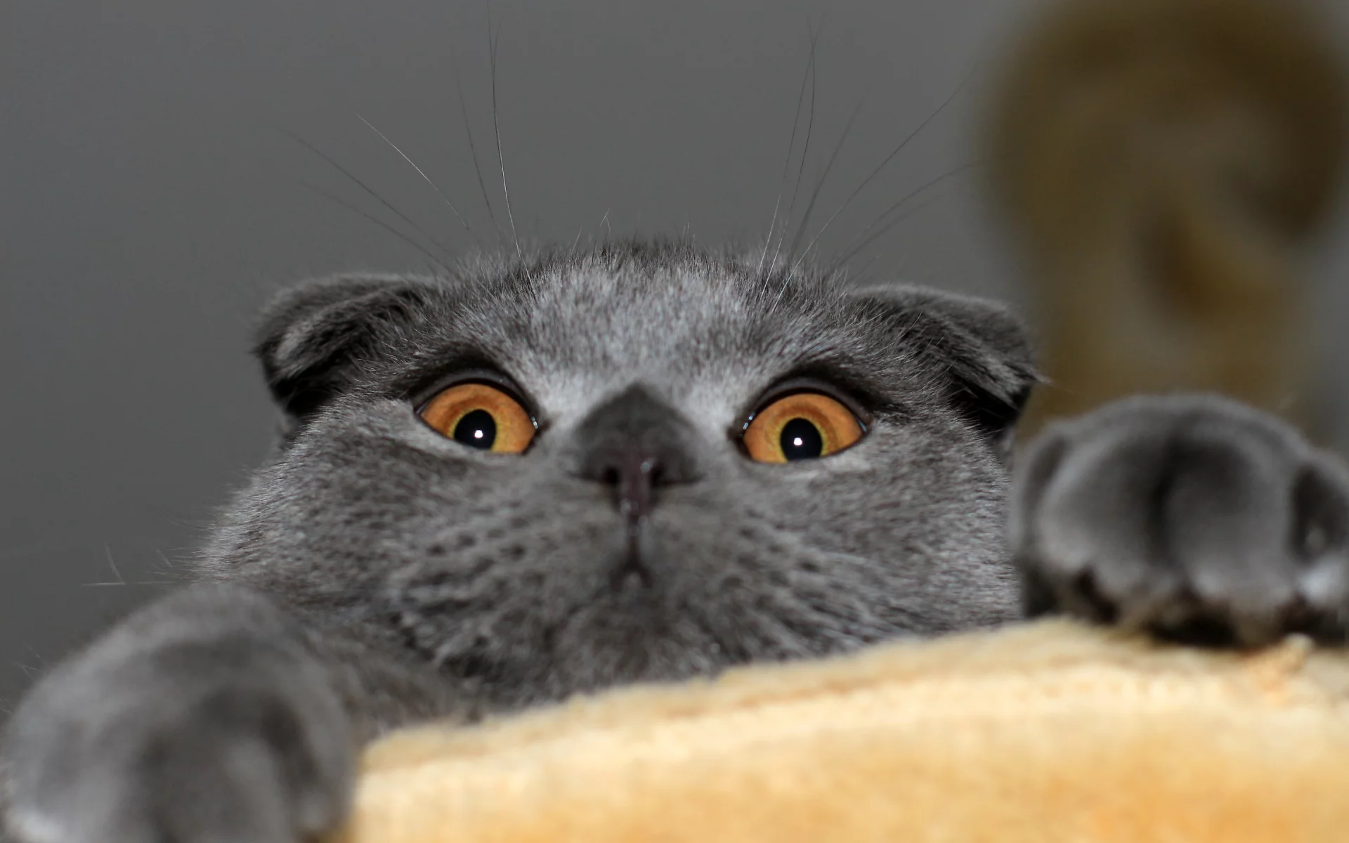 кошка, шотландская вислоухая, котэ, Кот, скотиш фолд