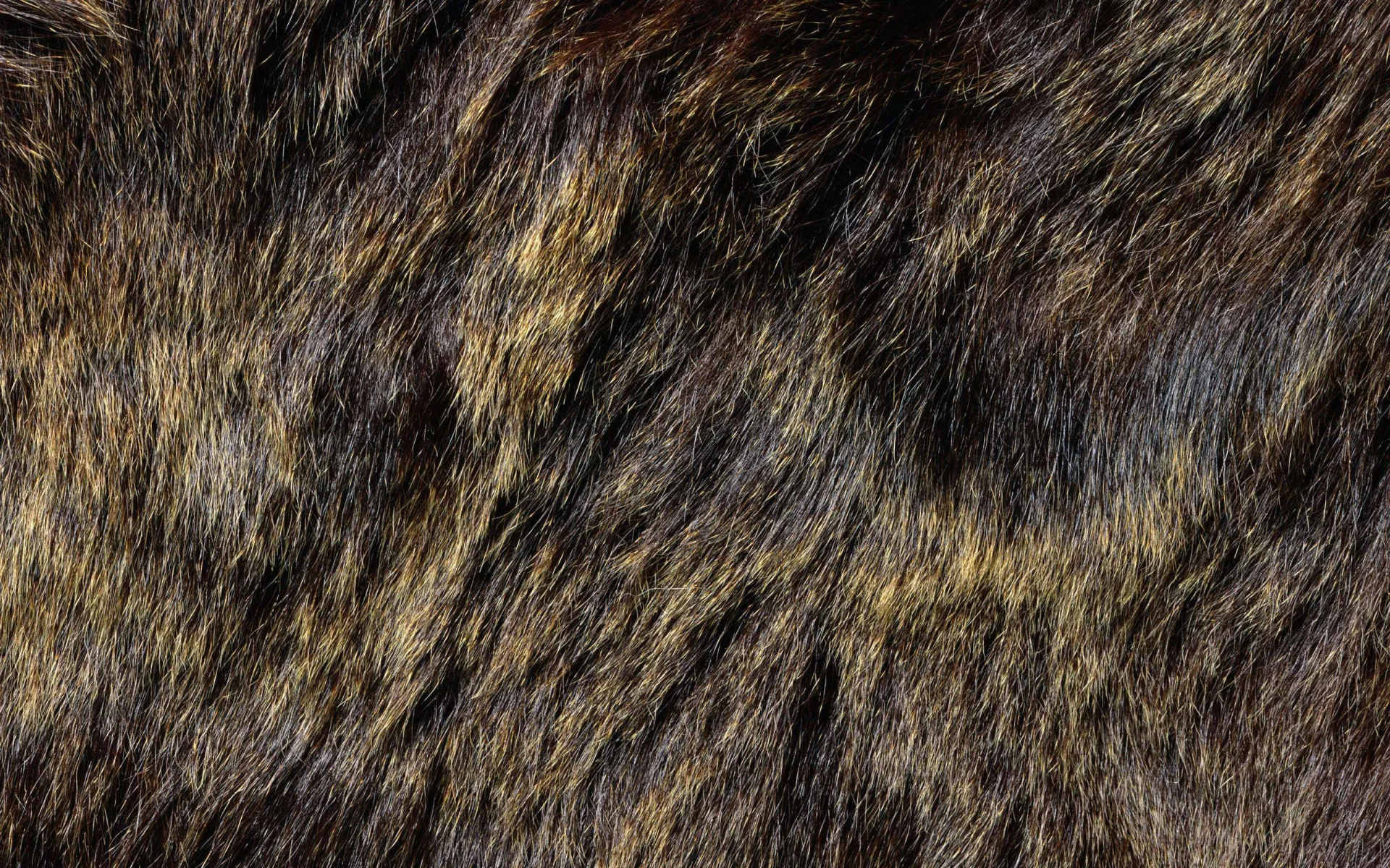 мех, Текстура, фон на рабочий, animal texture