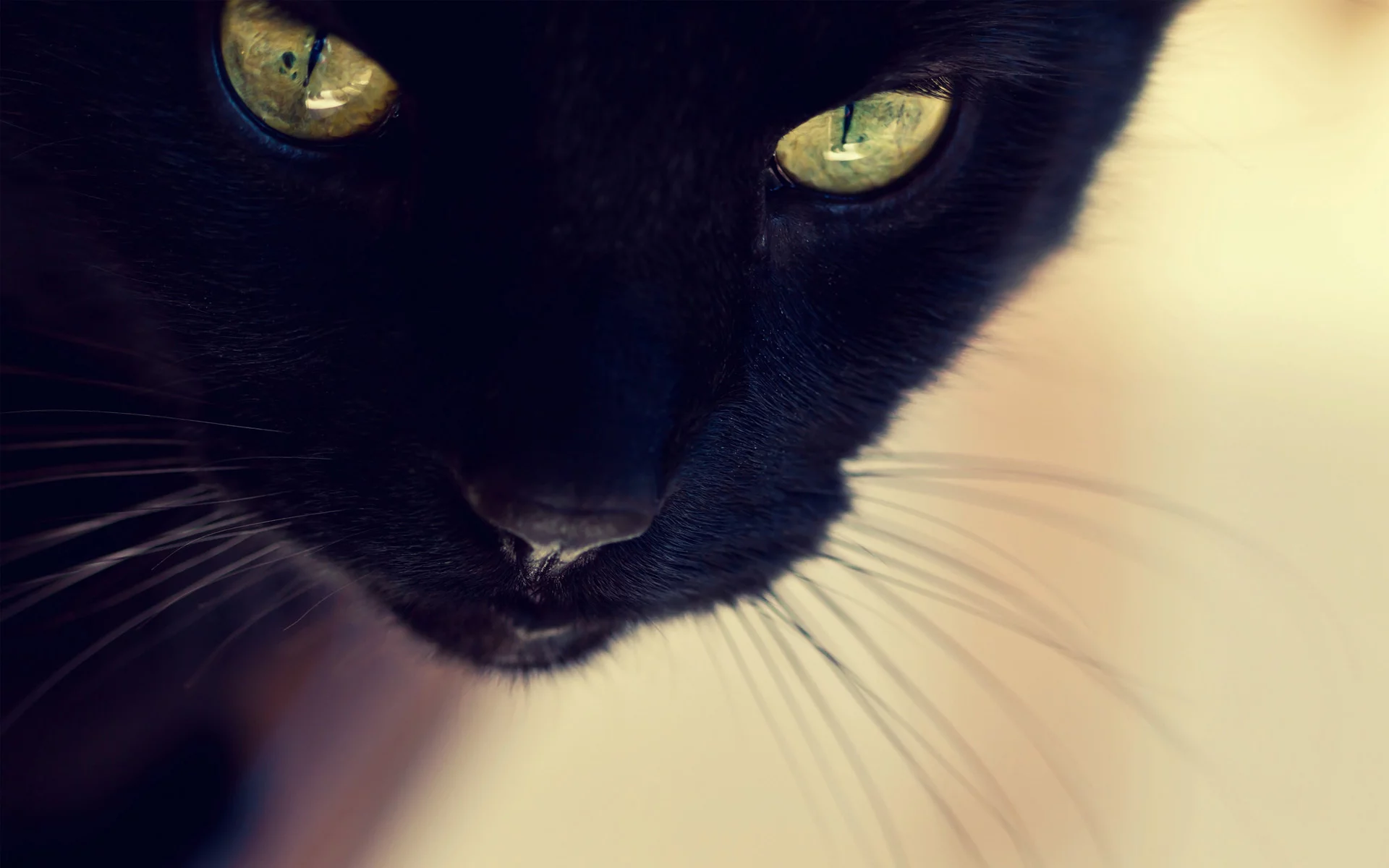 кот, черная, кошка, морда