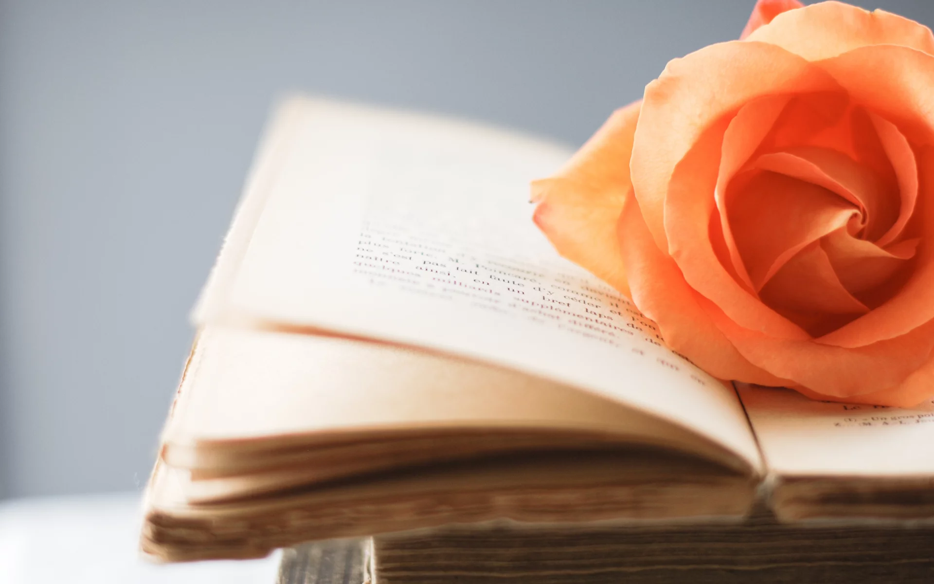 цветы, стиль, цветочек, роза, книга, книжка, оранжевый
