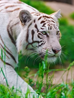 крадётся, Тигр, waite tiger, белый, морда, хищник