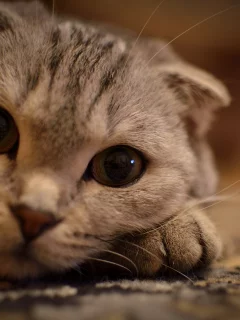 лежит на лапке, кот, усы, животные, кошка, Глаза, взгляд