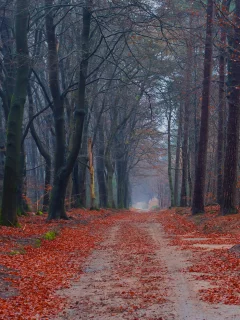 листья, лес, деревья, мох, осень, Дорога