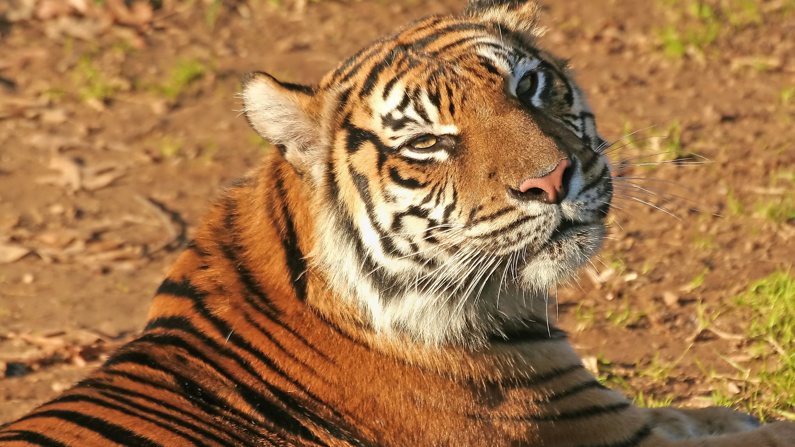 морда, Тигр, довольный взгляд, усы