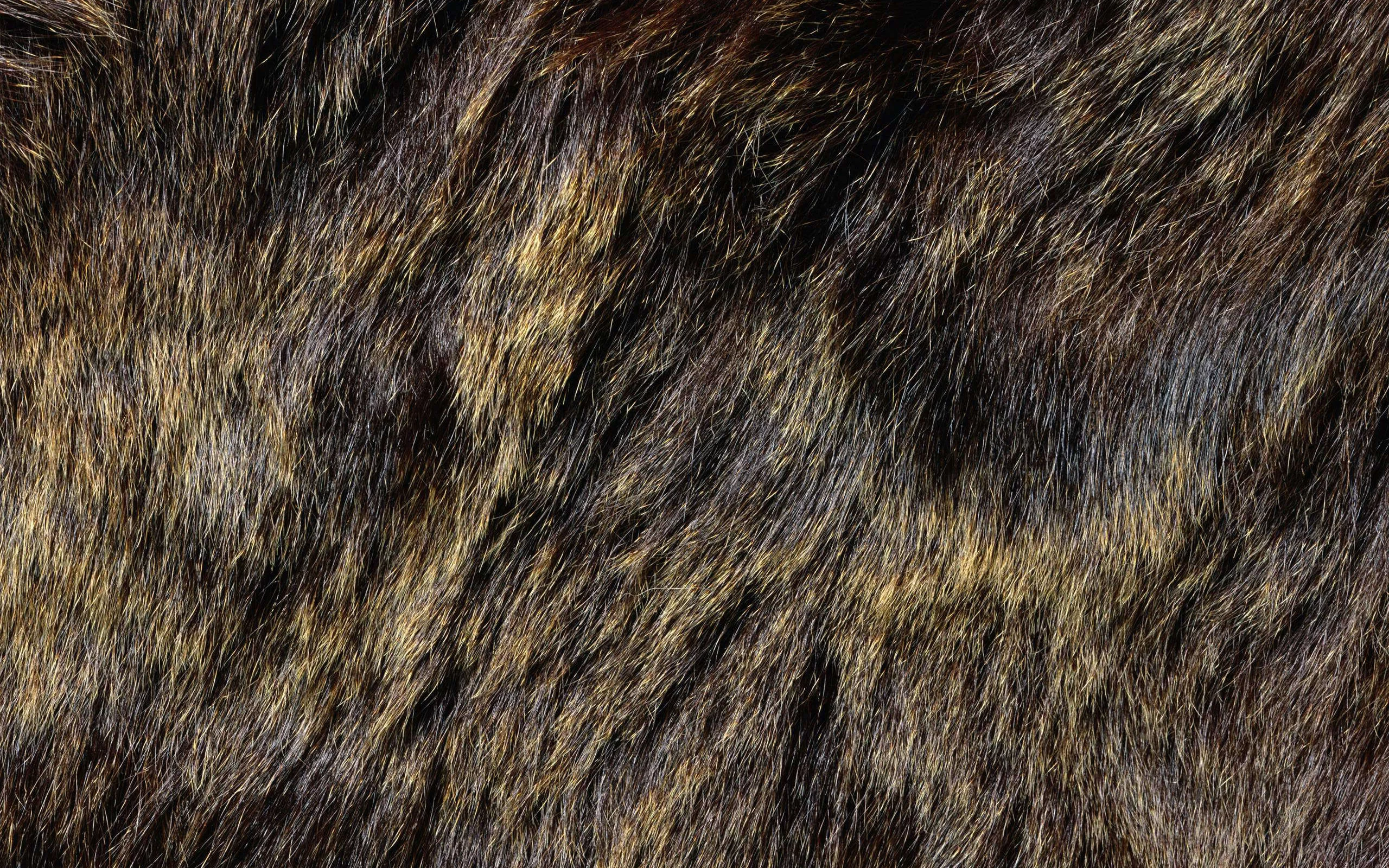 мех, Текстура, фон на рабочий, animal texture