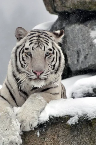камни, Тигр, хищник, морда, waite tiger, снег, белый