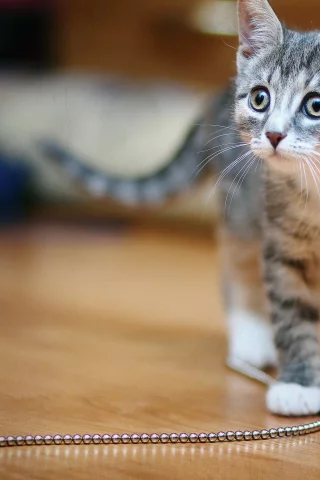 Кошка, киска, котенок, мило, cat