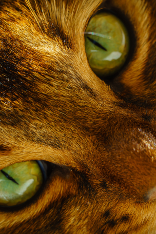 Кот, морда, кошка, усы, нос, глаза, зеленые