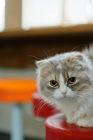стул, морда, усы, комната, Кошка, кот