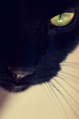 кот, черная, кошка, морда