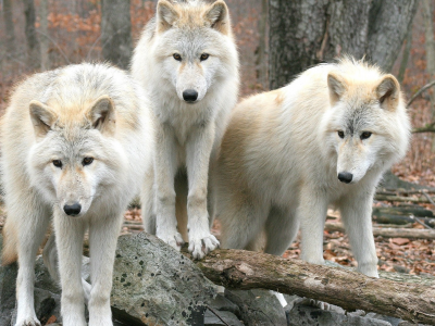 Белые, волки