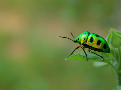 макро, Green beetle, насекомое, жук