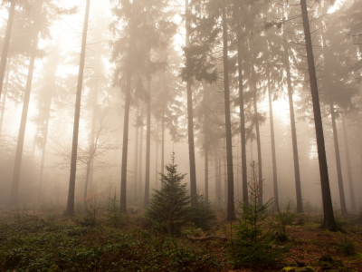 лес, Германия, туман, деревья