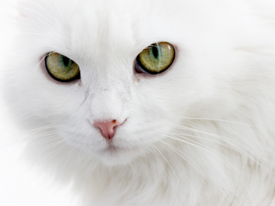 Белый кот, ангорский кот, пушистый