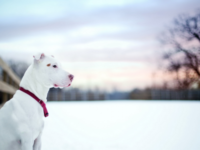 Pit bull, собака, друг