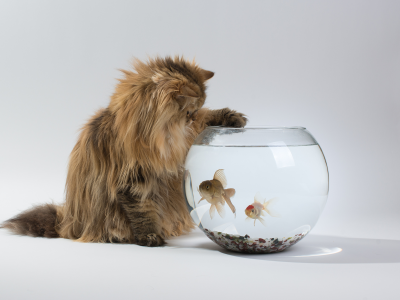 кошка, аквариум, benjamin torode, ben torode, Daisy, интерес, рыбки