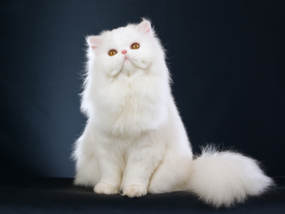 белый, kitten, Beautiful , персидский кот, persian cat, красивый, white 