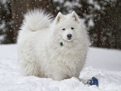 зима, Собака, белая, снег